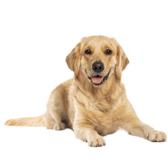KÖPEK